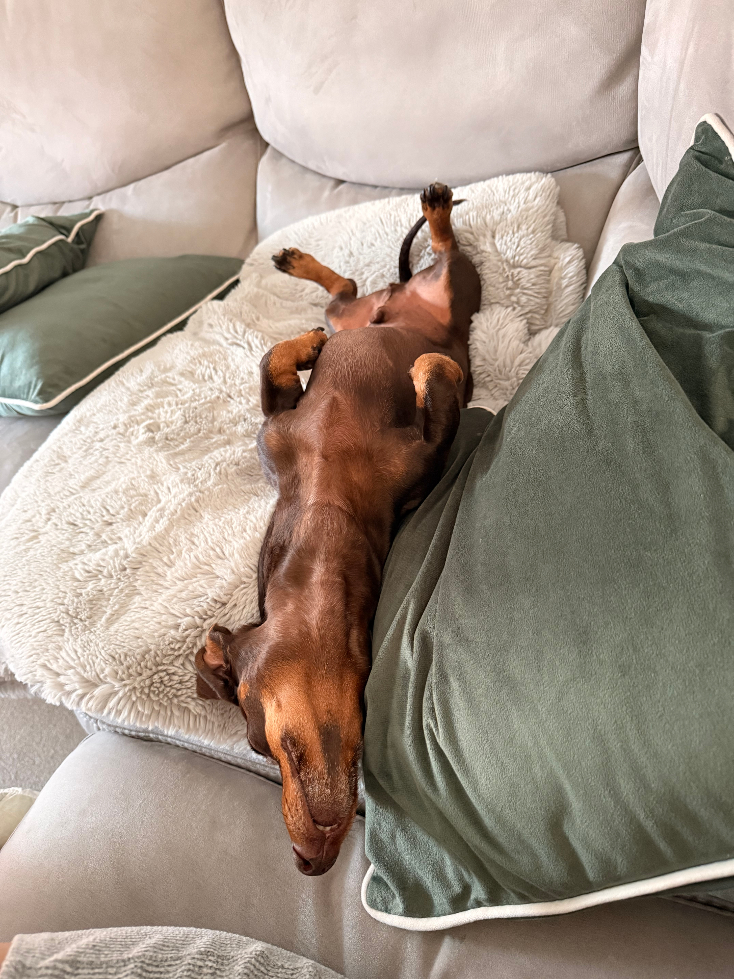 A dachshund stretched out fast asleep on a cosy sofa bed