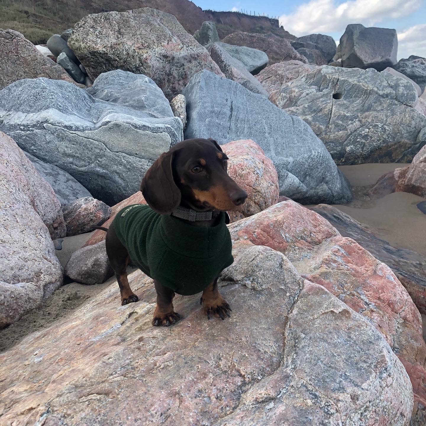 A chocolate dachshund in a green fleece standing on coastal rocks